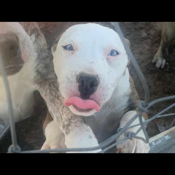 Meet your Posher, Celeste - Picture 1 of 2